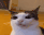SchizoCat