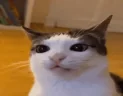 SchizoCat emote