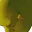RIZZ