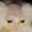 Froglin_
