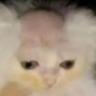 baldcat emote