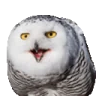 xoowl emote