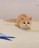 privet emote