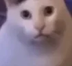 HUHCAT emote