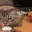 catPuke