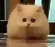 omgHi emote