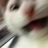 AAAAAAAAAAAA emote