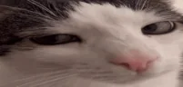 plinkrizz emote
