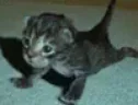 delaydelaybrat emote