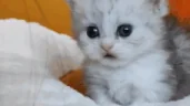 solnishko emote