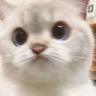 Doubt emote