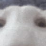 oig emote