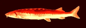 redherring emote