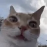 whatdidusay emote