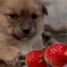 dogLookingSussyAndScared emote