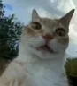 uhhhhh emote