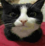 rd emote