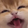 meeow emote
