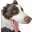 BaileyChamp