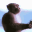 monkeMusic