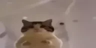 catBombing emote