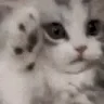 pawpoff emote