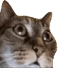 SANECAT emote