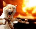 catAK emote