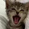 yawn emote