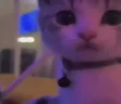 meh emote