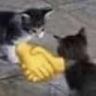 catHandshake emote
