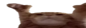 wideCatting emote