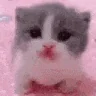 Scared emote
