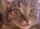nuh emote