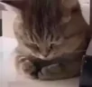 SadCat emote