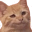 smugCat
