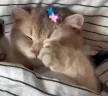 sleep emote
