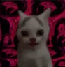 SCHIZOCAT emote