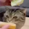 butterBror emote