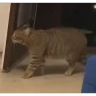 venctmr emote