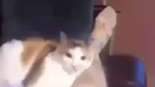 WIDECATBITE emote