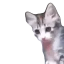 yo