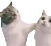 CatAHomie emote