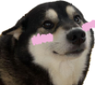 uwuBlushes emote