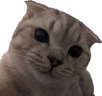 vuh emote