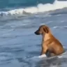 BDOG emote