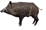 boaring emote