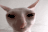UglyWhiteCatStaring