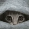 Hide emote