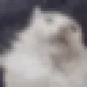 CATCAT emote